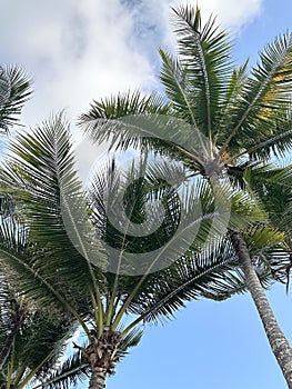 Tropical palm trees swaying in the breeze