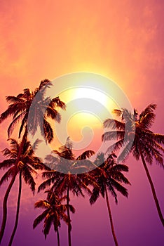 Tropical palm trees at vivid sunset