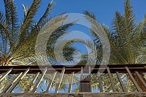 Tropical palm trees and wooden fencing, fence against the blue sky. Bottom view