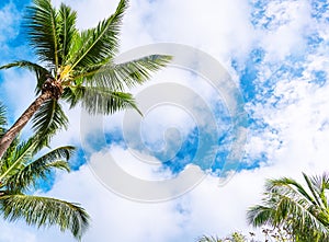 Tropical palm tren against sky