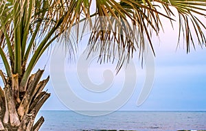 Tropical Palmetto Tree On Beach