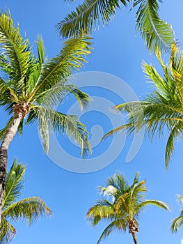 Tropical palms against blue sky background