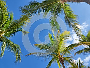 Tropical palms against blue sky background