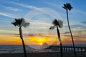 Tropical palms along Californian beaches