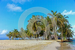 Tropical Palms in Caribbean island