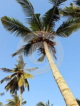 Tropical palms and clear blue sky landscape