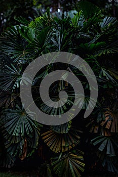 Tropical palms featuring dark green leaves captured in a close-up, showcasing their large foliage.