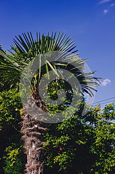 Tropical palms low angle view of fronds in breeze above against blue sky