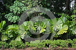 Tropical palms lush background and rich greens