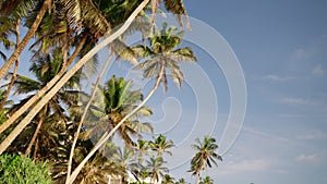 Tropical palms sway against blue sky, gentle breeze at beachfront locale. Green fronds Rustle, tranquil scene at sunny