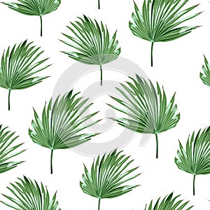 Tropical palms, white background. Seamless pattern. Jungle foliage illustration.