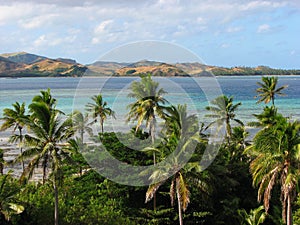 Tropical palms in Yasawa Islands, Fiji