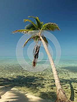 Tropical Paradise photo