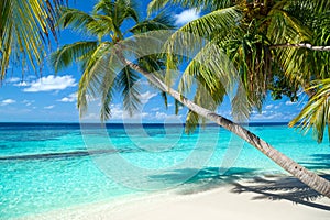 Tropical paradise beach background
