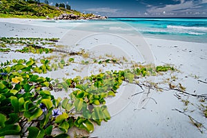 Tropical Paradise Beach Grand Anse, La Digue, Seychelels photo
