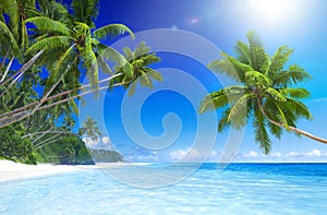 Tropical Paradise Beach with Palm Tree photo