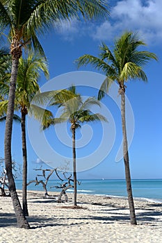 Tropical paradise, Caribbean beach and coco palms.