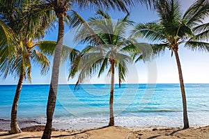 Tropical paradise: caribbean beach with palm trees, Montego Bay, Jamaica