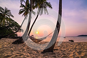 Tropical Paradise - Hammock between palm trees