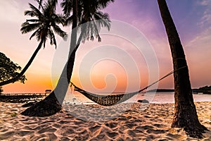 Tropical Paradise - Hammock between palm trees