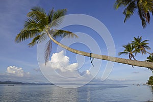 Tropical paradise island coconut palm