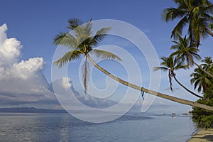 Tropical paradise island coconut palm