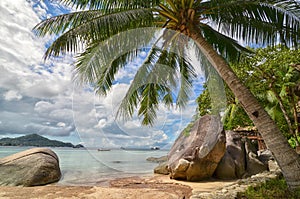 Tropical paradise - palm tree closeup and beautiful sandy beach