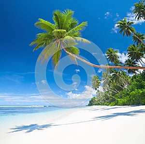 Tropical Paradise Palm Trees Blues Sea Sand Concept