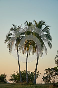 Tropical Paradise: Palm Trees and Distant Island