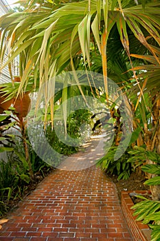 Tropical Paradise Pathway - Brick walking path through and under palms and other tropical plants - Selective focus blurring to dis