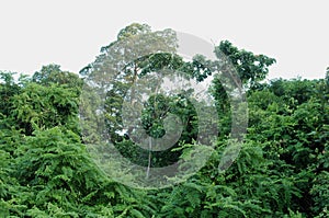 Tropical Paradise Rainforest - Pulau Tiga Island, Sabah, Borneo, Malaysia.