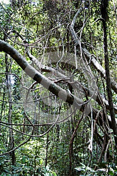 Tropical Paradise Rainforest - Pulau Tiga Island, Sabah, Borneo, Malaysia.