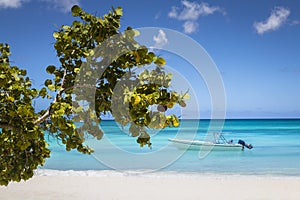 Tropical paradise, sand beach in caribbean Saona Island, Punta Cana, Dominican