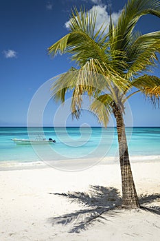 Tropical paradise, sand beach in caribbean Saona Island, Punta Cana, Dominican