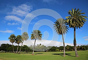 Tropical park in Honolulu