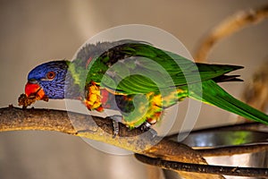 Tropical parrot bird eating on a bough