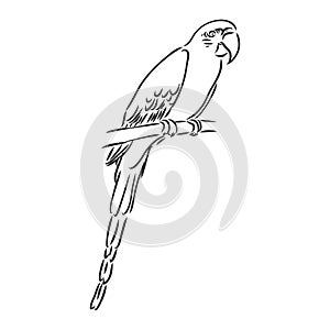 tropical parrot and bird head black and white vector outline