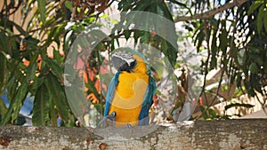 Tropical Parrot. Macaw. In Boca Chica Beach, Domin photo