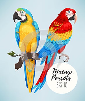Tropical parrots collection