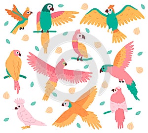 Tropical parrots. Jungle colorful birds, cute cockatoo, jaco and budgerigar. Summer tropical parrots vector illustration photo