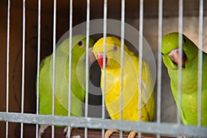 Tropical parrots sit in a cage at poachers in the market