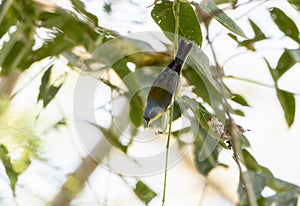 Tropical Parula Setophaga pitiayumi Hanging Upside Down from a Thin Green Branch While Searching for Insects to Eat
