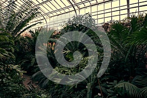 Tropical path with green tropical plants, palms and catuses at famous botanical garden in Munich