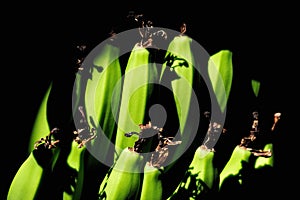 Tropical pattern bunch green bananas close up black background