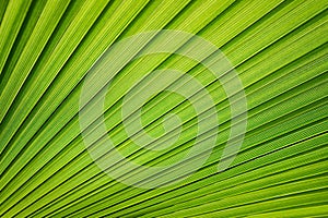 Tropical pattern on the palm leaf. Background of lines. Fresh and saturated tropical background