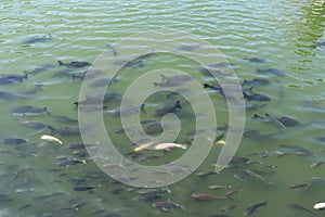 Tropical peaceful freshwater fish in a garden pond. A flock of multicolored fish swim just below the surface and furrow the calm