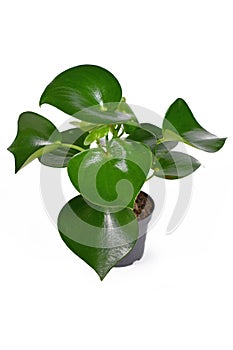 Tropical `Peperomia Polybotrya` houseplant with thick heart shaped leaves in flower pot  on white background