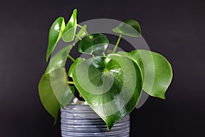 Tropical `Peperomia Polybotrya Radiator Plant` house plant with thick heart-shaped leaves in gray flower pot
