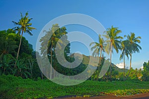 Tropical Philippines