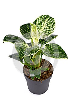 Tropical `Philodendron Birkin` house plant with white stripes on dark green leaves in pot on white background